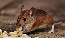 24 Hour & Emergency Exterminators in Palatine, IL